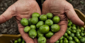 Green olives are a probiotic super food