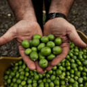 Green olives are a probiotic super food