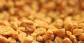 Fenugreek: alternative to cholesterol lowering drugs?