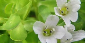 Brahmi (Bacopa monnieri) - a traditional medicine for improving mood,  learning, memory and intelligence