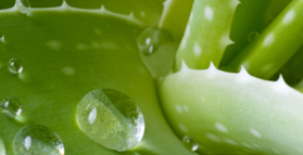 Aloe vera as effective as medication for reflux 