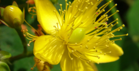 Natural antidepressant is safer than drugs