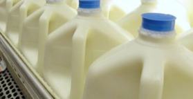 Milk bad for bones & lowers longevity, but not fermented foods