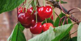 Cherry juice improves memory in dementia 