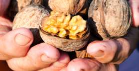 Walnuts help improve mood