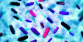 Gut bacteria changes linked to allergy