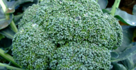Natural substance for cervical cancer prevention