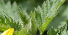 5 natural plants and herbs for hay fever