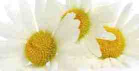 Chamomile relieves anxiety