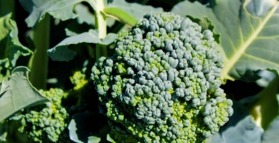 Broccoli improves your gut bacteria