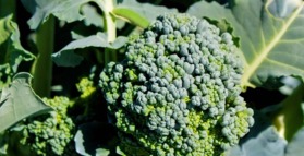 Broccoli improves your gut bacteria 