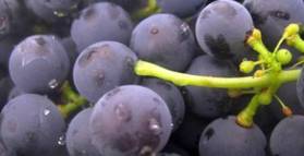 Grape juice boosts brain health 