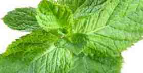 Peppermint cools off irritable bowel