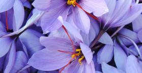 Saffron for mood and depression 