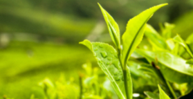 Tea heats up your brain connectivity