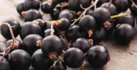 Phytonutrients and prebiotics improve gut health