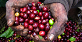 Coffee good for your heart?