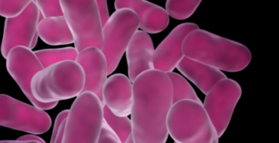Glutamine improves gut bacteria in obesity