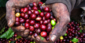 Coffee cuts colorectal cancer risk