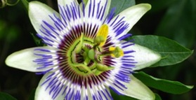 Passion flower tea improves sleep
