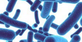 Probiotics reduce depression, suggest clinical studies 