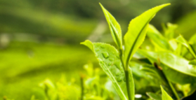 Green tea improves cognition in elderly 