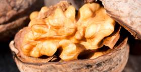 What happens when you eat a handful of walnuts daily?