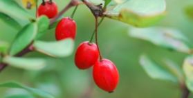 Berberine reduces digestive symptoms