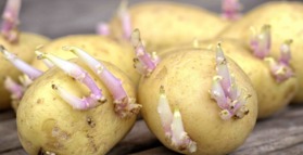 Potatoes may increase risk for birth defects 