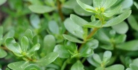 Purslane: the wild super food you should be eating