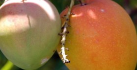Mango fruit improves blood sugar balance