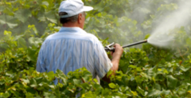 Organic food eaters have lower pesticide levels 