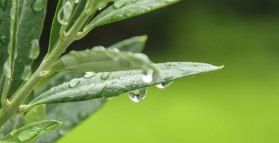 Olive leaf lowers blood pressure 