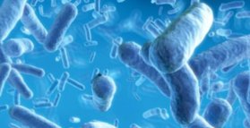 Gut bacterial overgrowth linked to heart disease
