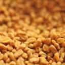 Fenugreek: alternative to cholesterol lowering drugs?