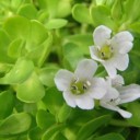 Brahmi (Bacopa monnieri) - a traditional medicine for improving mood,  learning, memory and intelligence
