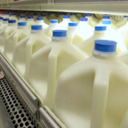 Milk bad for bones & lowers longevity, but not fermented foods