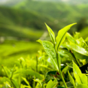 How much green tea should you drink? 