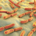 Do probiotics cause brain fog?