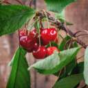 Cherry juice improves memory in dementia 