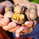 Walnuts help improve mood 