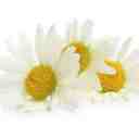 Chamomile relieves anxiety 