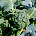 Broccoli improves your gut bacteria 