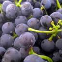 Grape juice boosts brain health 