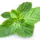 Peppermint cools off irritable bowel 