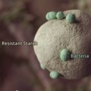 Incredible video of the prebiotic effect