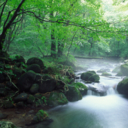 Benefits of Shinrin-yoku, or forest bathing