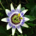 Passion flower tea improves sleep 