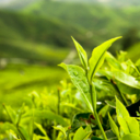 Green tea improves cognition in elderly 