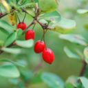 Berberine reduces digestive symptoms 